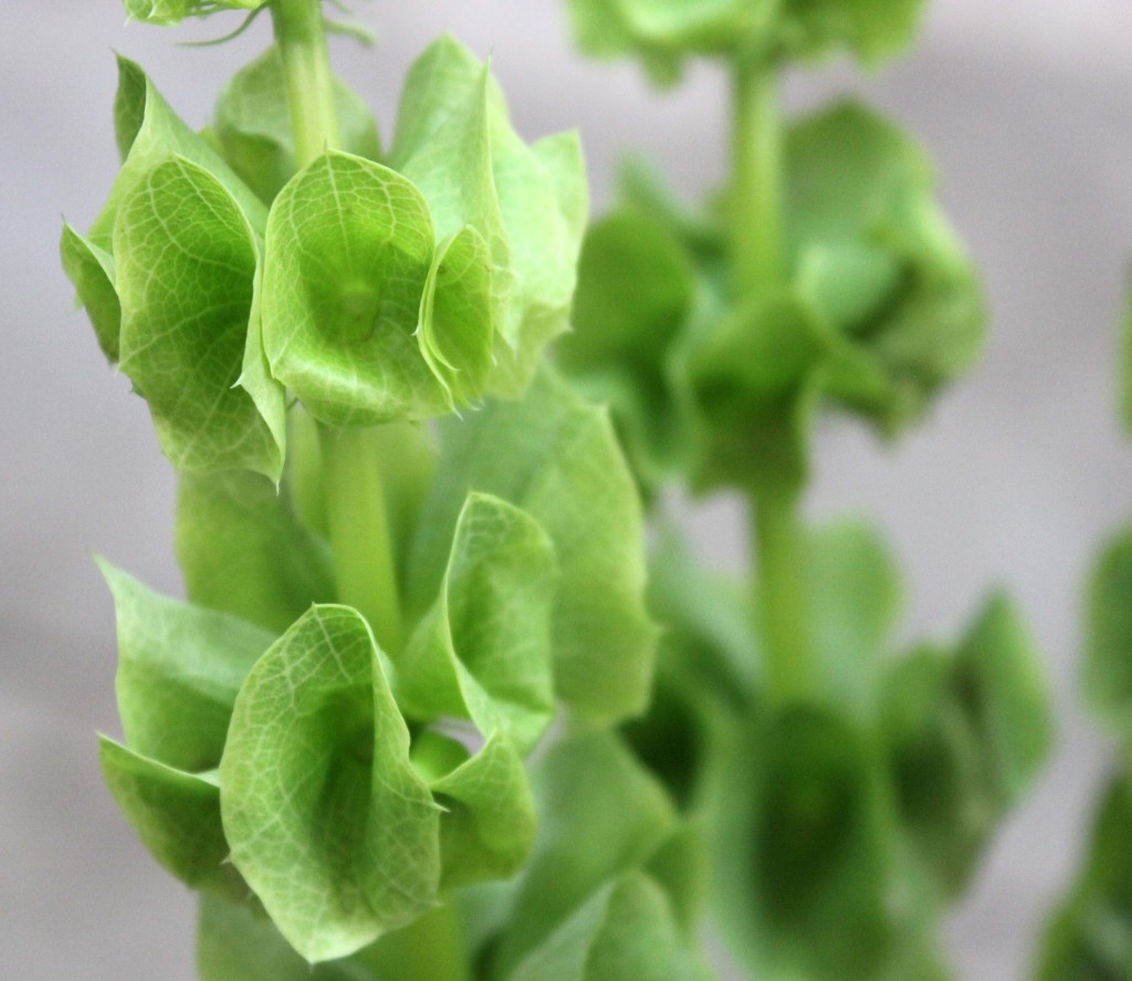 Bells of Ireland Stevens and Son Wholesale Florist