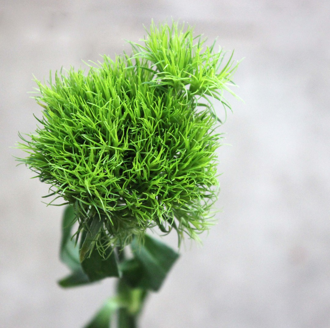 Green Trick Dianthus | Stevens and Son Wholesale Florist