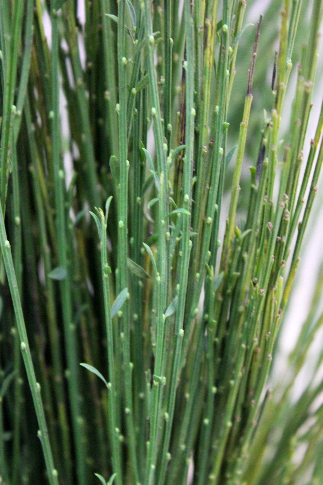 Scotch Broom Stevens and Son Wholesale Florist