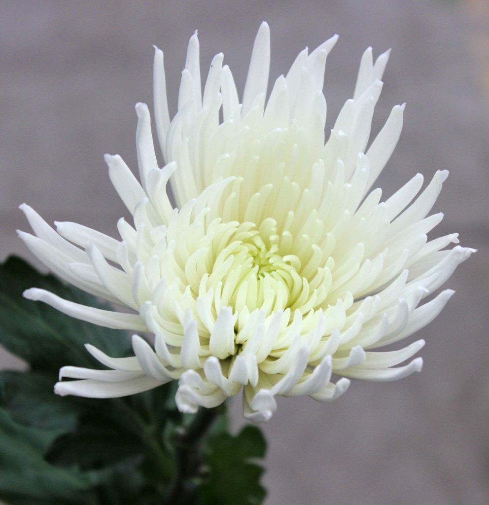 Spider Mums Stevens and Son Wholesale Florist