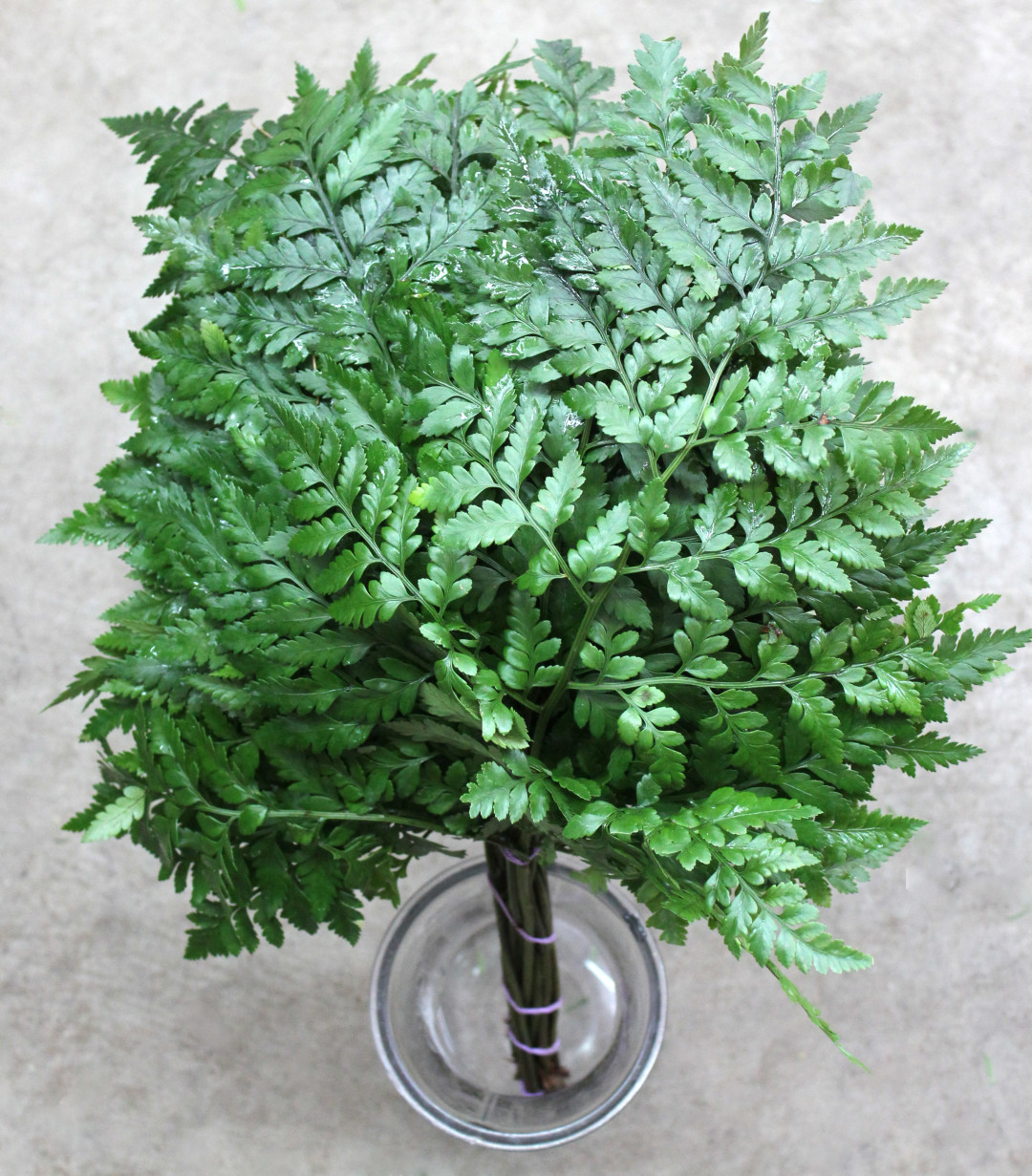 Leather Leaf Fern Stevens and Son Wholesale Florist