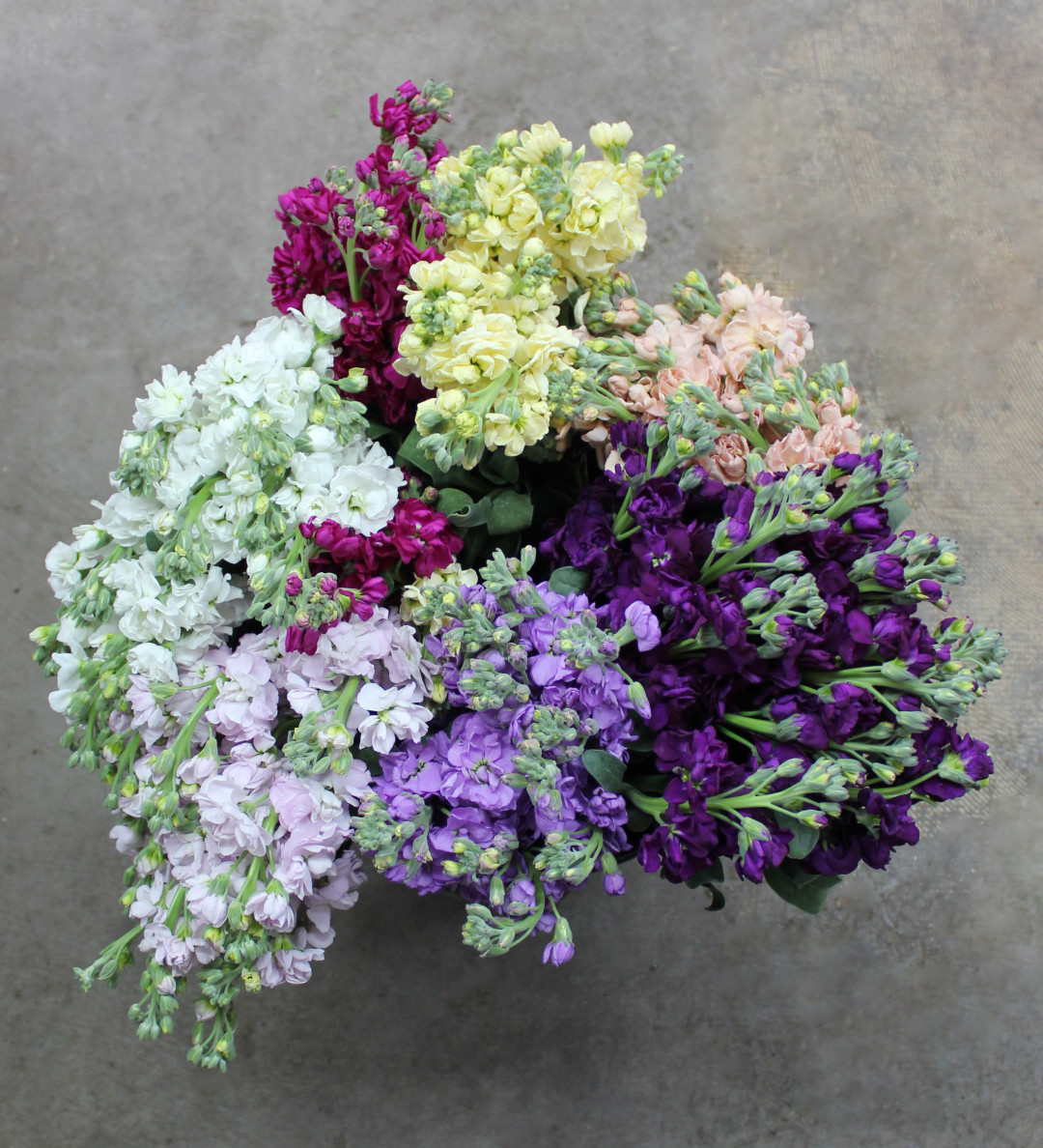 Stock | Stevens and Son Wholesale Florist