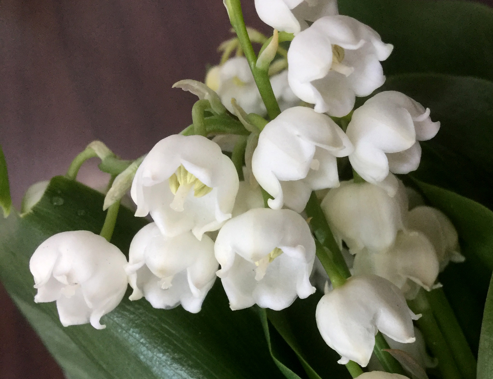 Lily of the Valley Stevens and Son Wholesale Florist