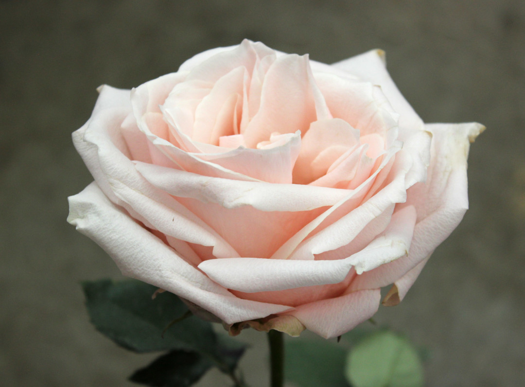 Pomarosa Stevens and Son Wholesale Florist