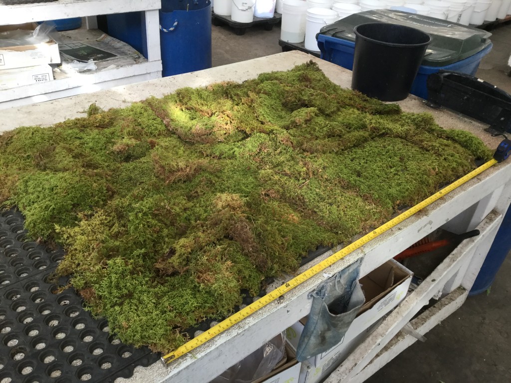 Sheet Moss Stevens and Son Wholesale Florist