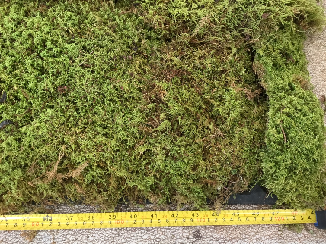 Sheet Moss Stevens and Son Wholesale Florist