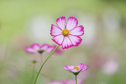 Cosmos | Stevens and Son Wholesale Florist