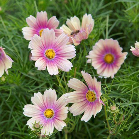 cosmos2018　３本セット Cosmos | Stevens and Son Wholesale Florist
