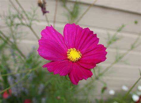 Cosmos | Stevens and Son Wholesale Florist