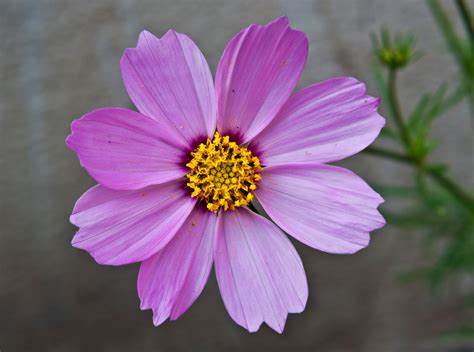 Cosmos | Stevens and Son Wholesale Florist