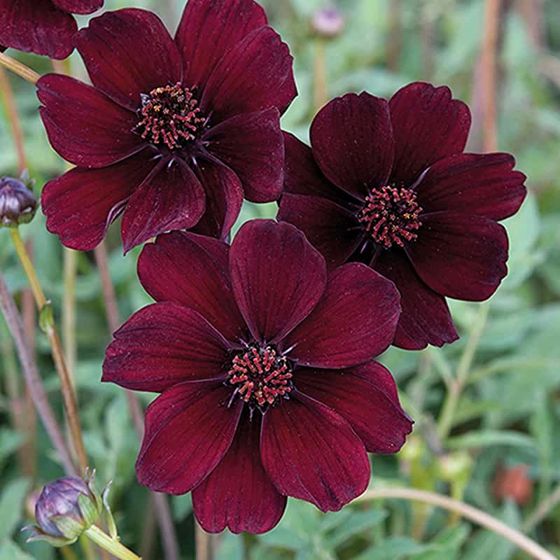 Cosmos | Stevens and Son Wholesale Florist